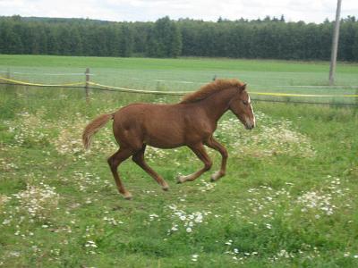 helmi.jpg - Helmi Vilist�j� elokuussa 2008