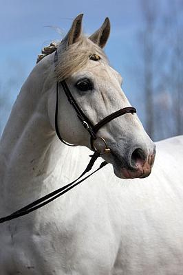Maestoso_Montuzza_J10.jpg - Romeo � Mataleena Pesonen