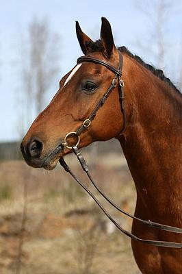 Wester_Norram_Romario_Nld12.jpg - Rommi � Mataleena Pesonen