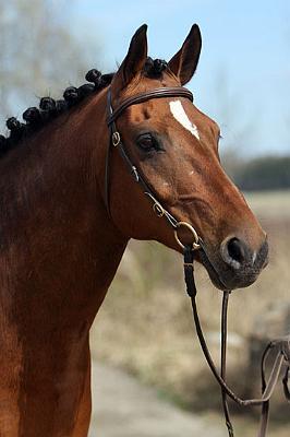 Wester_Norram_Romario_Nld9.jpg - Rommi � Mataleena Pesonen