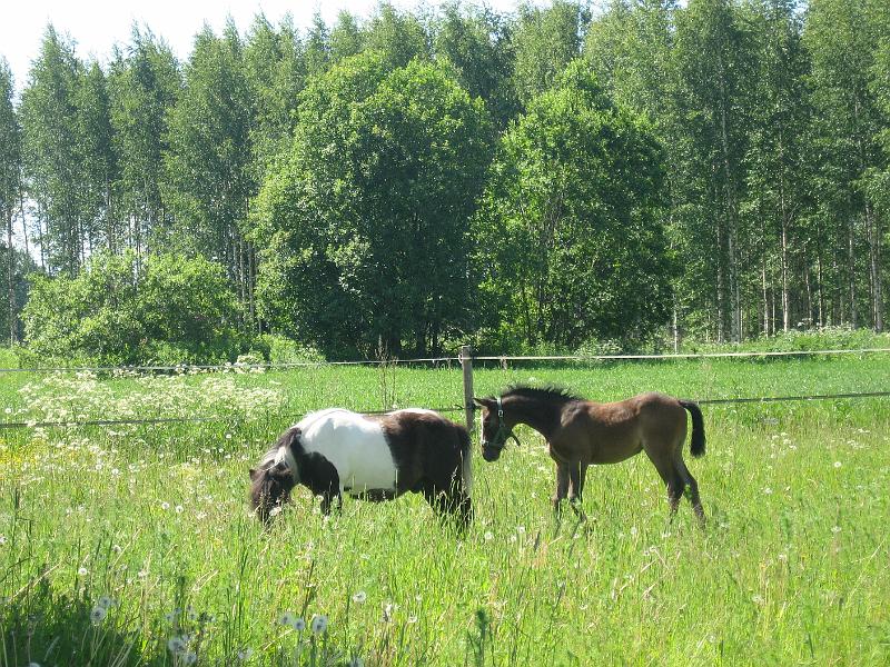 keiju.jpg - Keiju tutkii laitumelle "ilmestynytt�" Cobia, Cobi vain laiduntaa :)